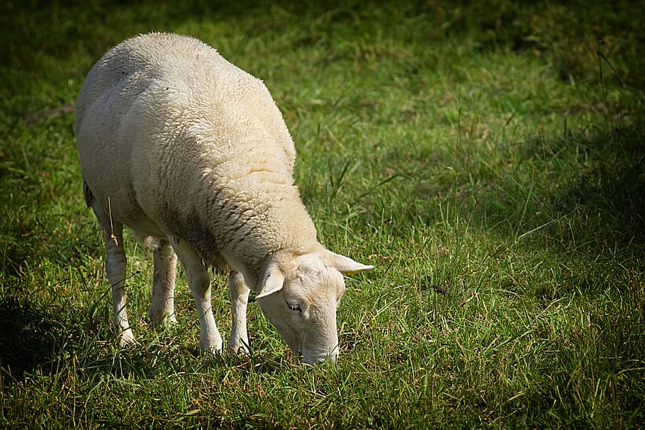 sheep, pasture, wool, nature, animal, meadow, grass, rural HD wallpaper