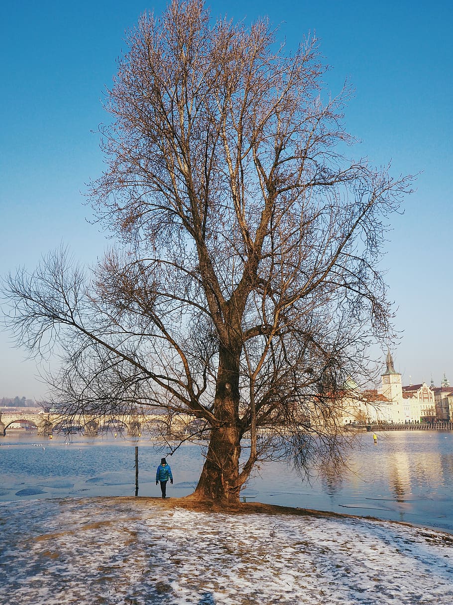 prague, tchéquie, trees, snow, child, city, water, sky, bare tree HD wallpaper