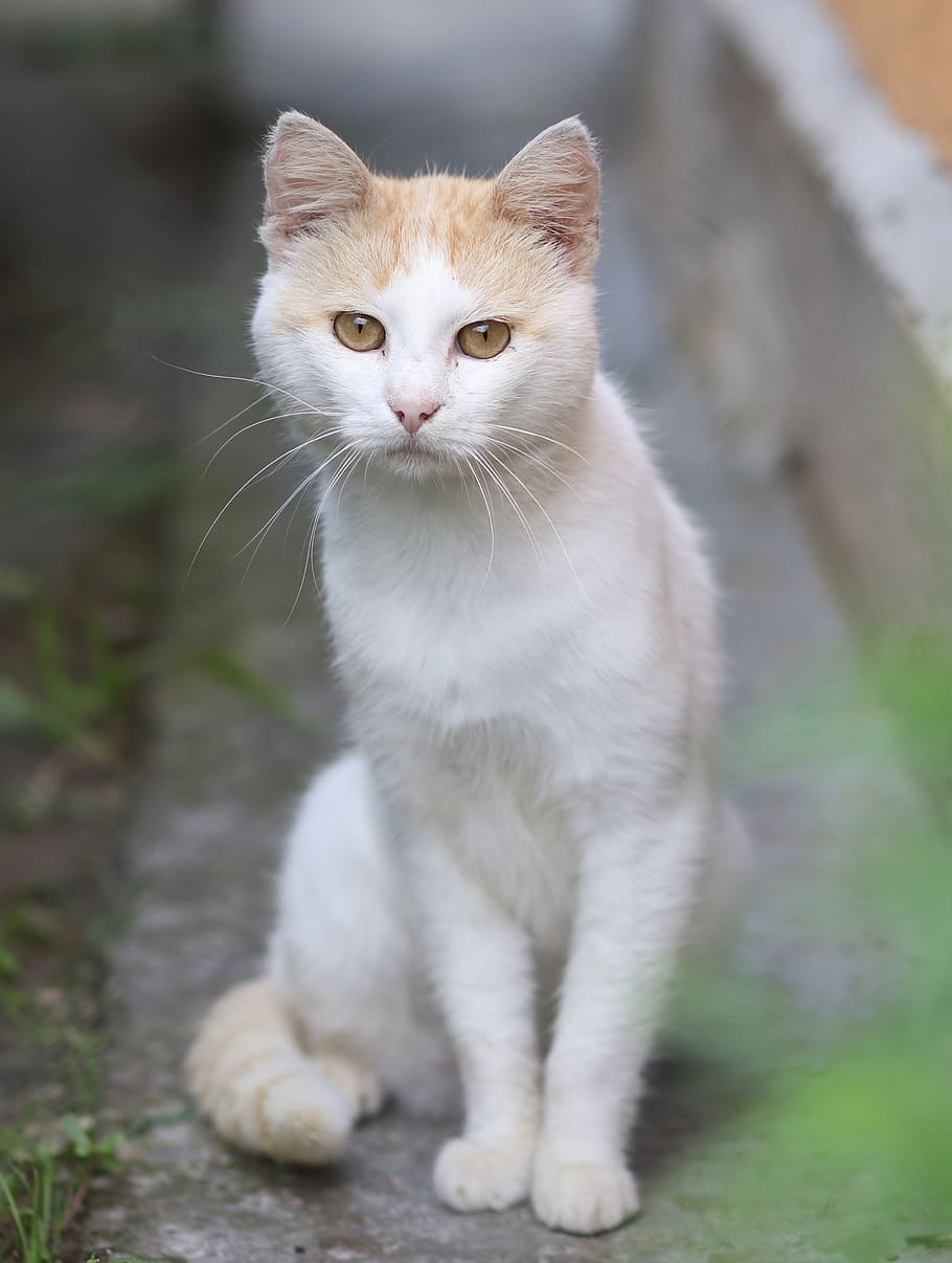 cat, white, nice, curiosity, feline, animals, domestic, pets HD wallpaper