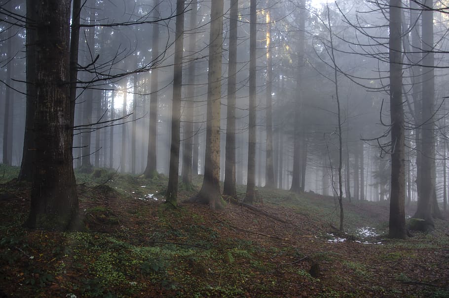 Sun Piercing on Trees, branches, fog, forest, landscape, nature HD wallpaper