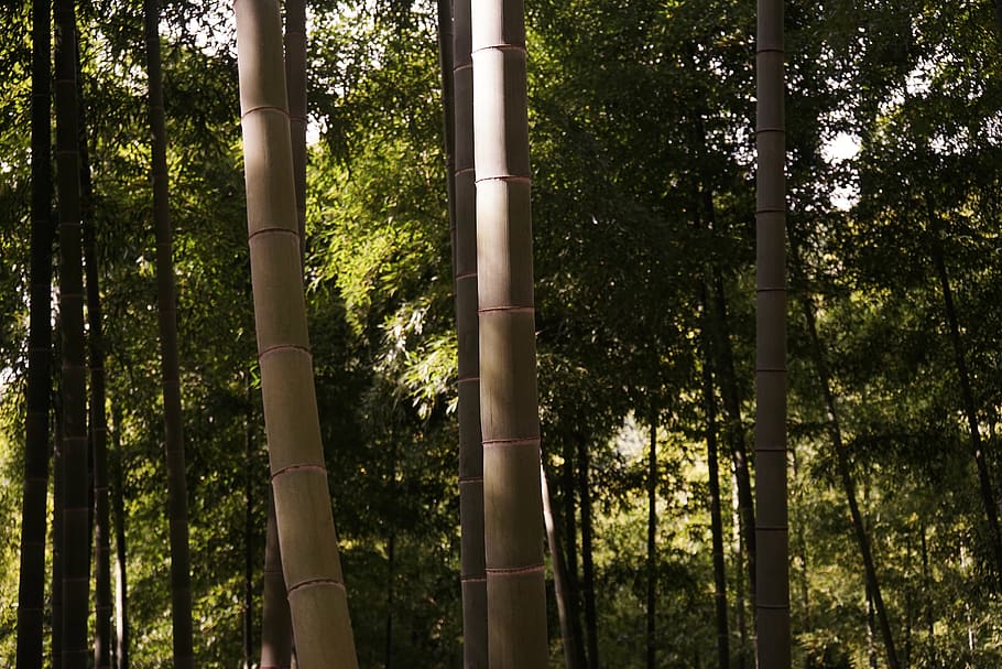 landscape, tree, plant, growth, forest, bamboo - plant, no people HD wallpaper