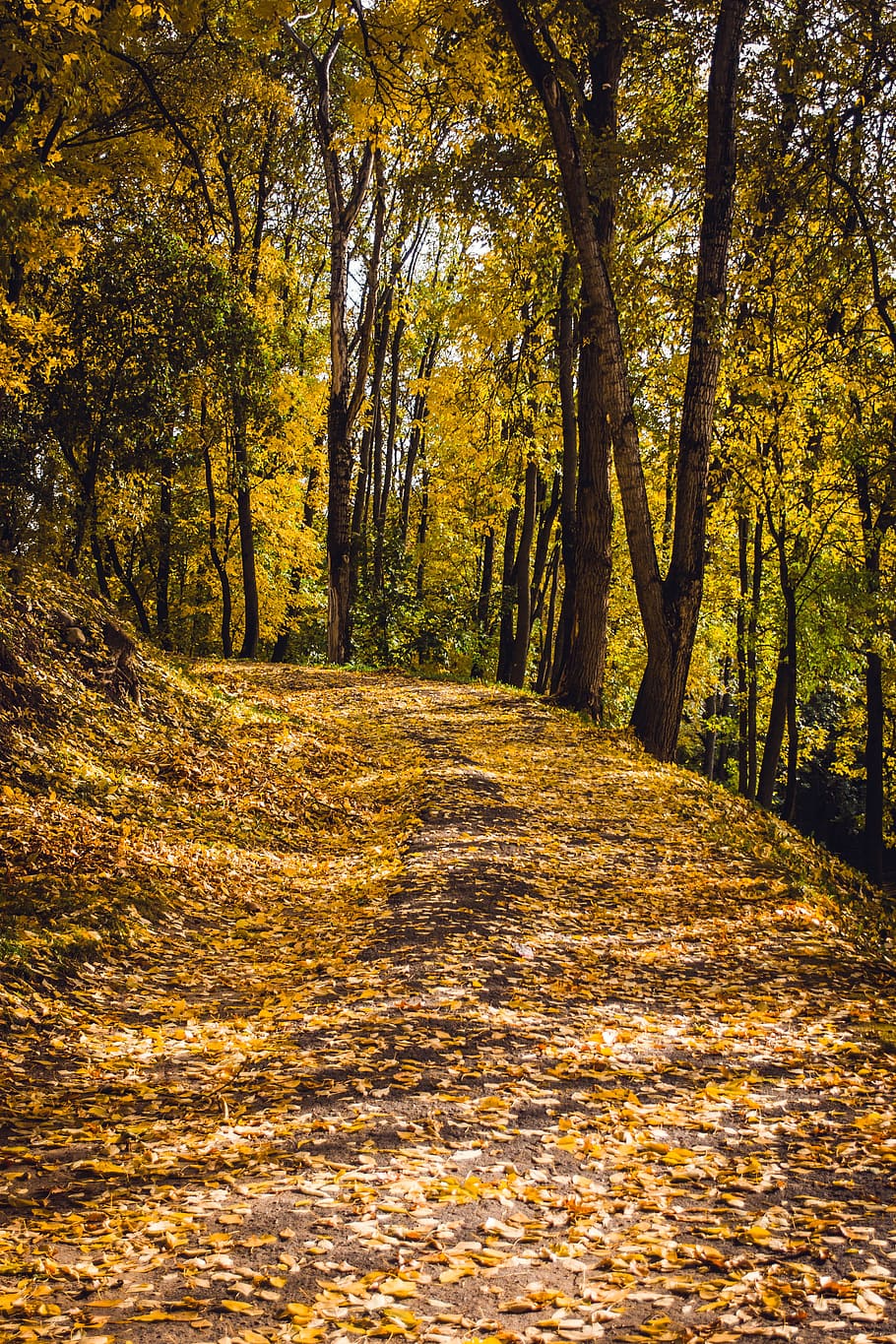 Natural Landscapes, autumn, bright, environment, fall, foliage HD wallpaper
