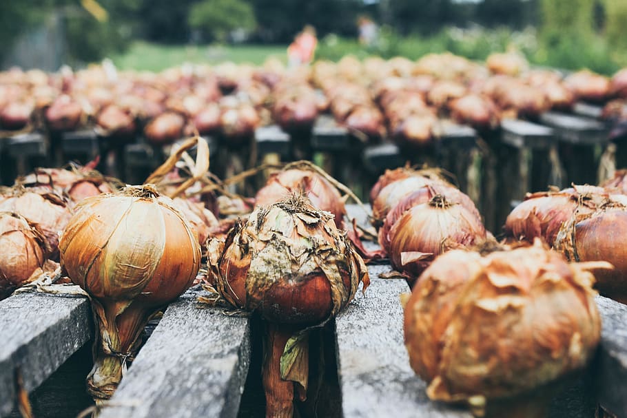 lined up onion bulbs, vegetable, food, plant, netherlands, acorn HD wallpaper