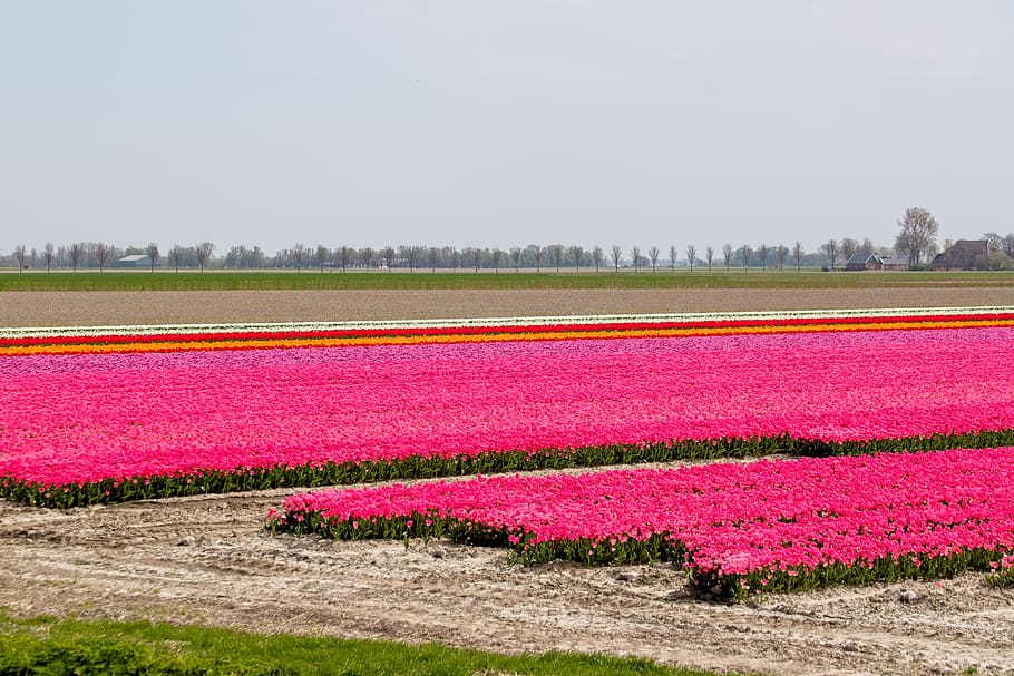 bulbs, bulb fields, tulips, colors, netherlands, holland, spring HD wallpaper