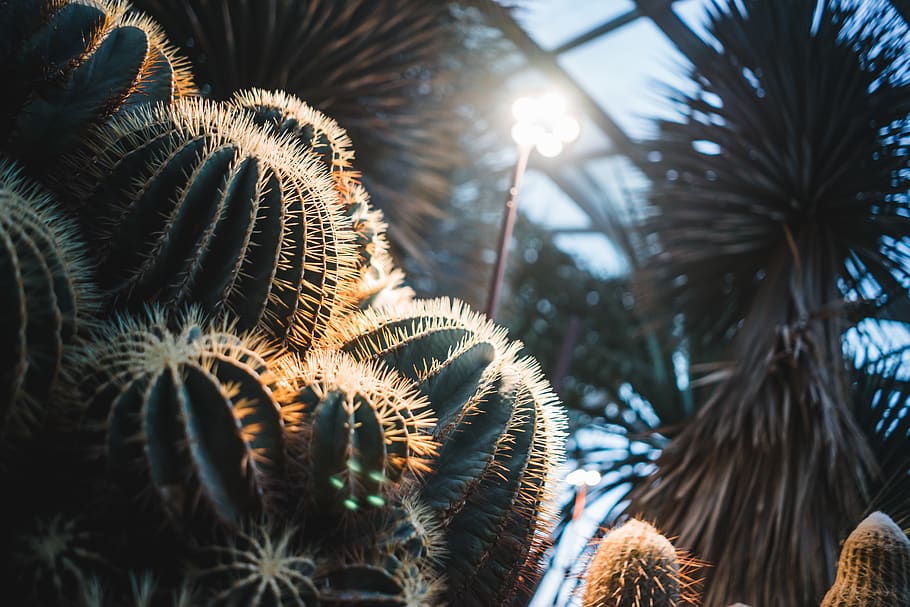 plant, growth, tree, nature, day, no people, beauty in nature HD wallpaper