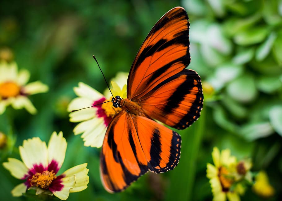 insect, invertebrate, flower, beauty in nature, flowering plant HD wallpaper