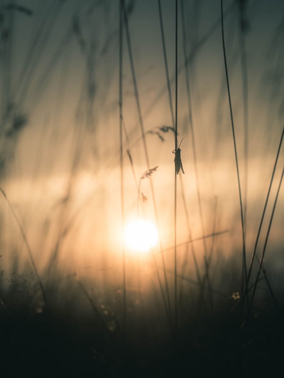 silhouette of grasshopper on grass photography during golden hour, HD wallpaper