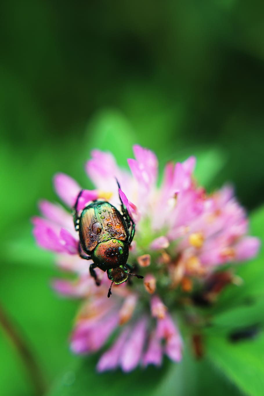 clover, beetle, bug, pink, hard shell bug, critters, insect HD wallpaper
