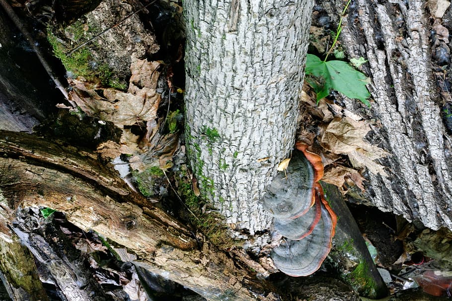 nature, scene, tree, bark, leaf, green, close-up, tree trunk HD wallpaper