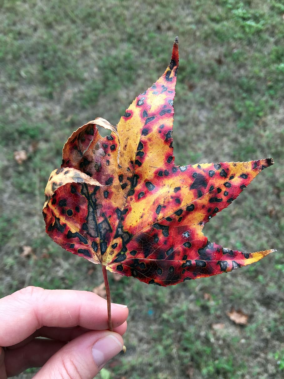 united states, ocoee, leaf, fall, autumn, human hand, human body part HD wallpaper