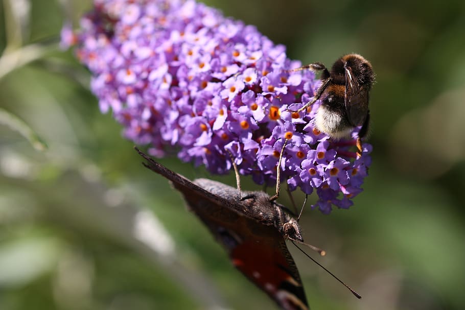 butterfly, nature, insect, wing, flower, close up, summer, orange HD wallpaper