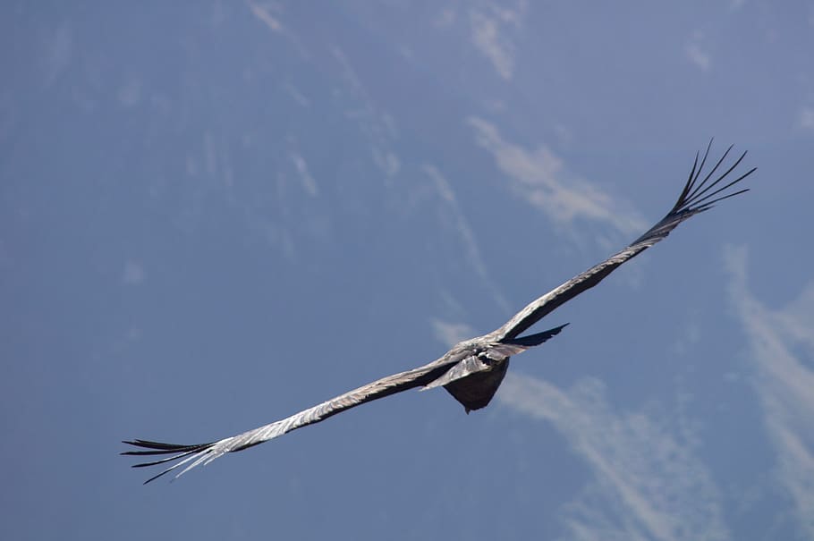 bird on flight under blue sky, flying, vertebrate, spread wings HD wallpaper