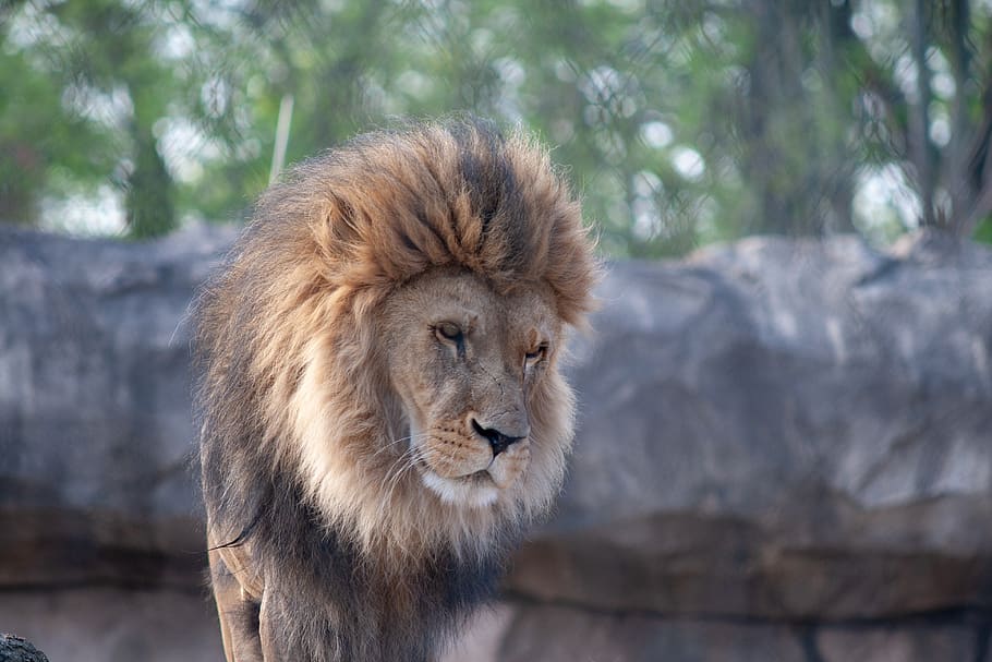 lion, wildcat, zoo, hunter, dresden, mammal, animal themes HD wallpaper