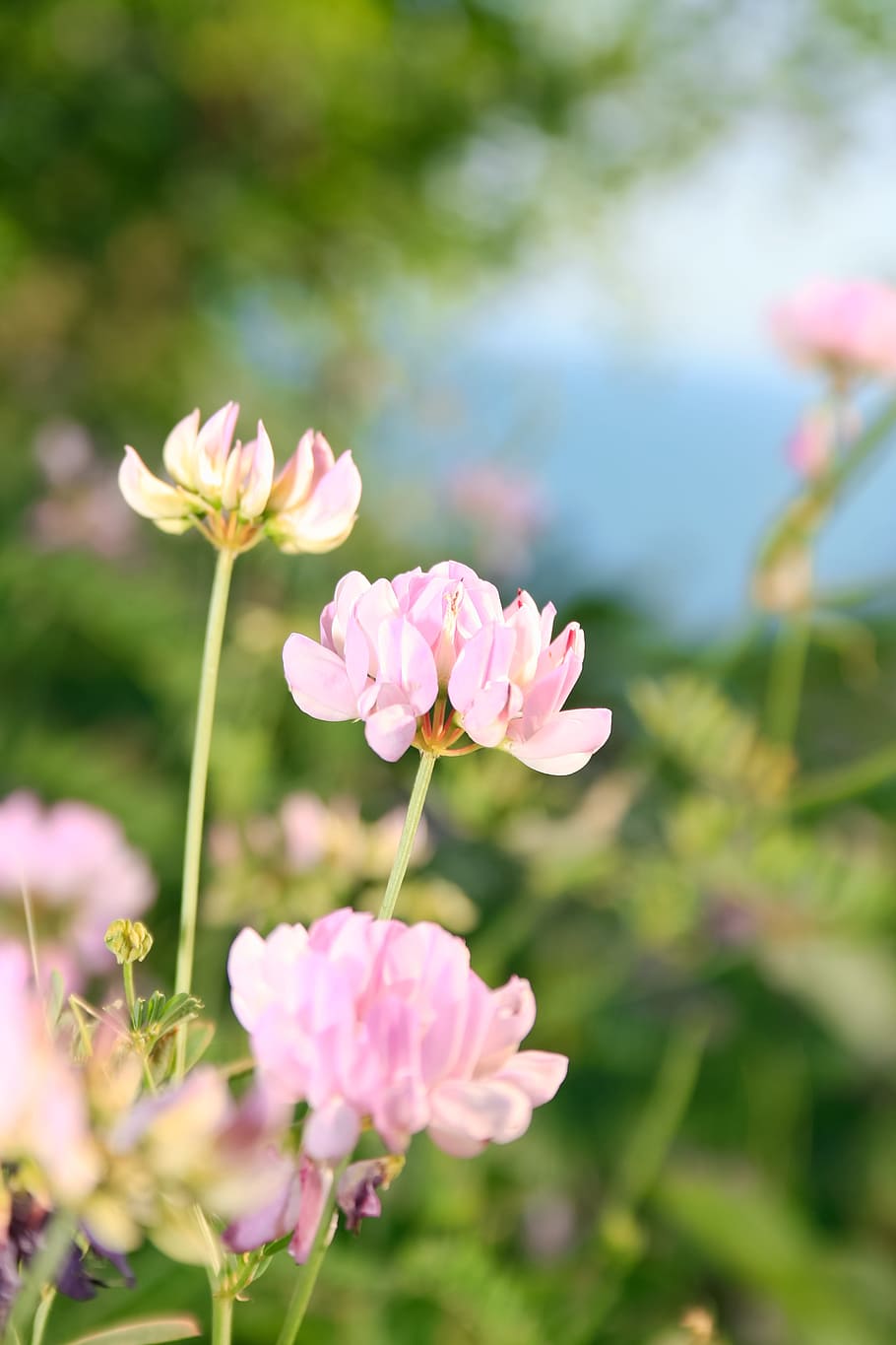 day, flora, green, fresh, bloom, macro, purple, garden, floral HD wallpaper