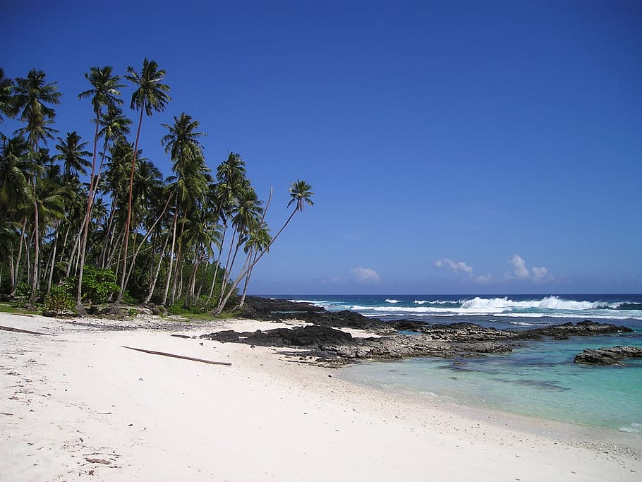 Green Palm Tree Near Beach Under Clear Blue Sky, coast, ocean HD wallpaper