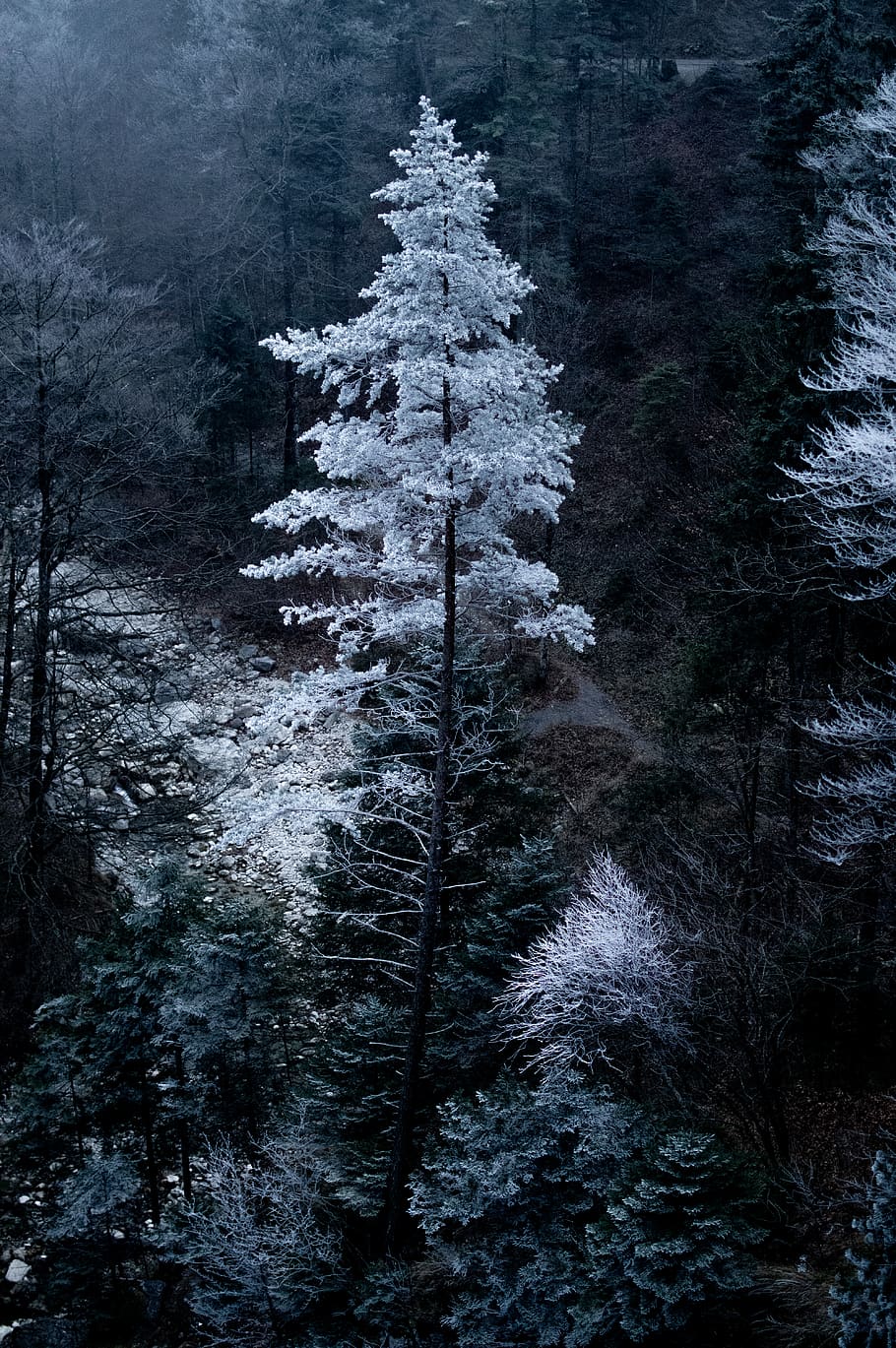 green pine trees, plant, winter, cold temperature, snow, land HD wallpaper