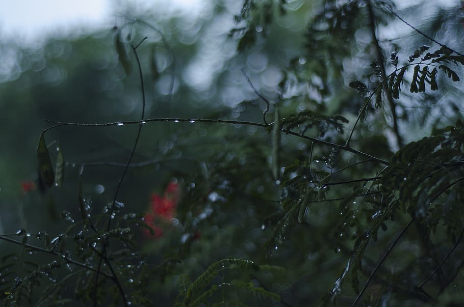 plant, water, drop, wet, growth, tree, nature, selective focus HD wallpaper