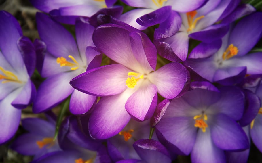 garden, glowing, violet, pink, purple, wallpaper, macro, light HD wallpaper
