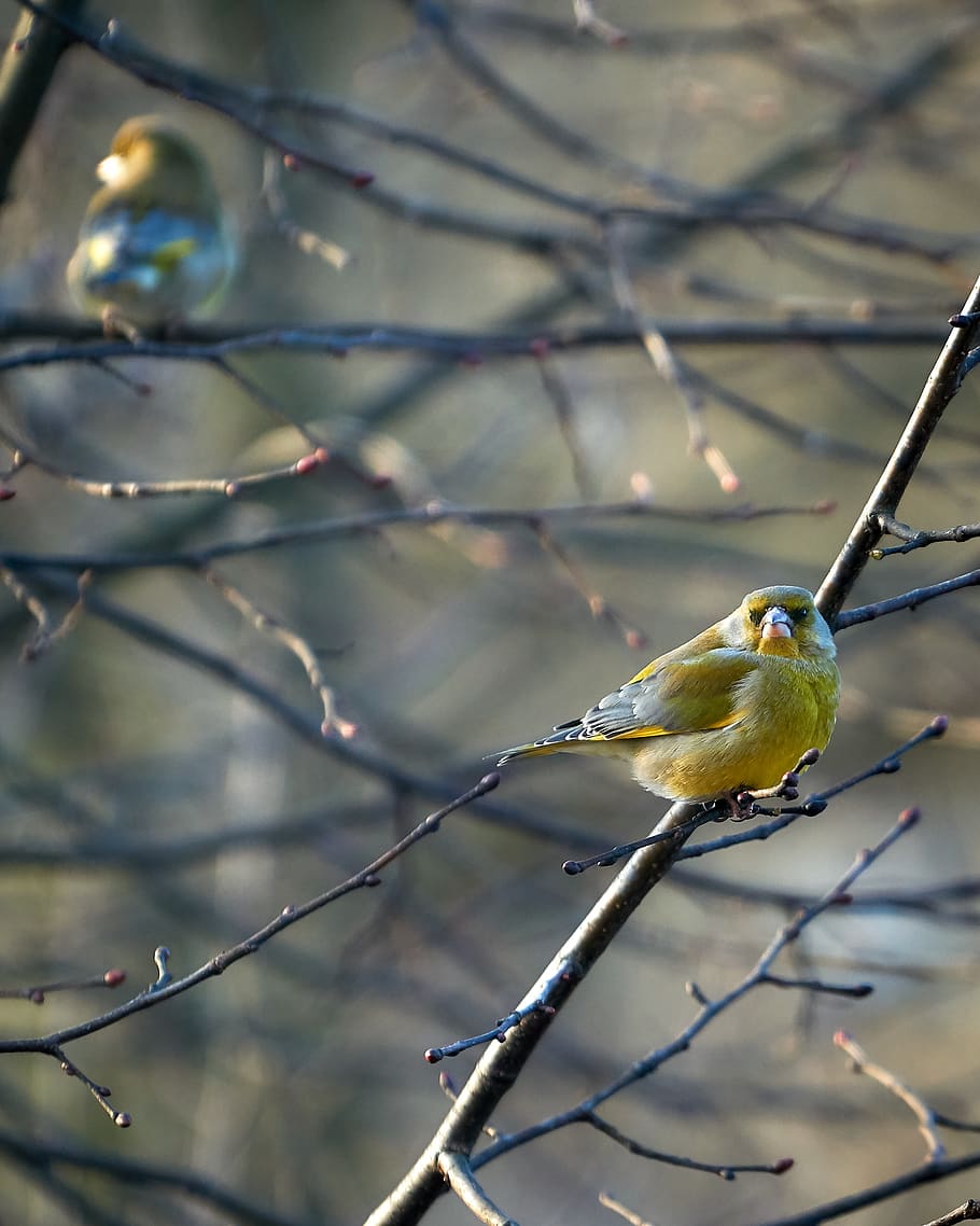 greenfinch, bird, animal world, tree, songbird, nature, garden bird, HD wallpaper