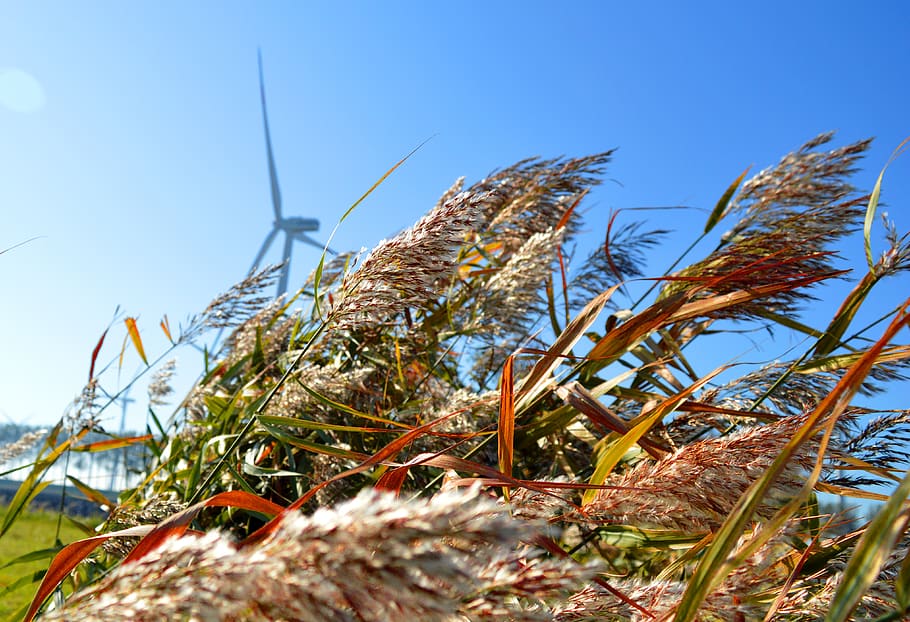 grasses, windmill, blue sky, landscape, growth, plant, nature HD wallpaper
