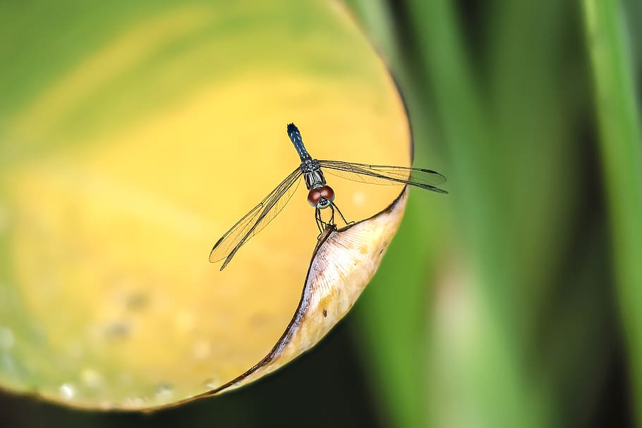 blue dragonfly on yellow leaf, insect, invertebrate, animal themes HD wallpaper