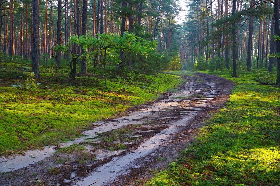forest, forest road, tree, nature, trail, mosses, way, tourism HD wallpaper
