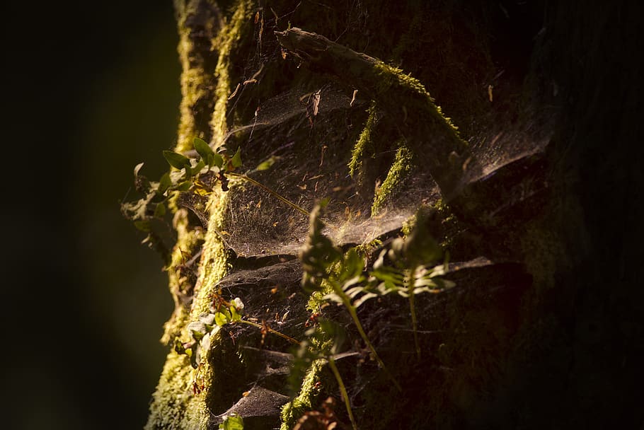 green-leaf plants, vegetation, animal, light obscure, trunk, spider's web HD wallpaper