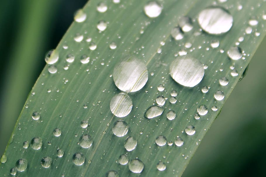 Macro Photography of Water Droplets on Leaf, clear, close-up HD wallpaper