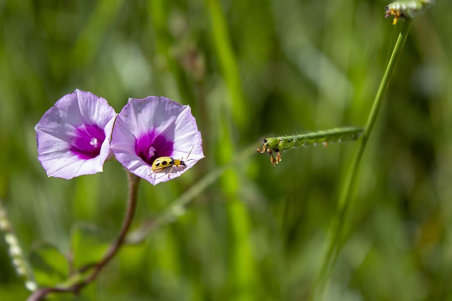 bug, insect, macro, beetle, outdoor, pollen, ladybug, nature HD wallpaper
