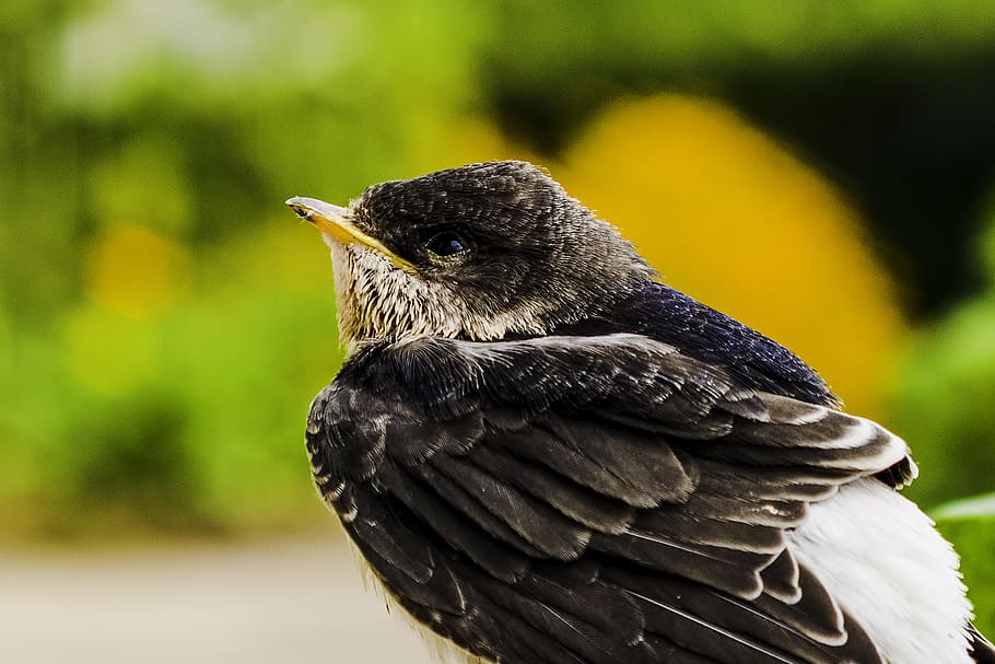 schwalbe, bird, nature, bill, martin, sit, animal world, summer HD wallpaper