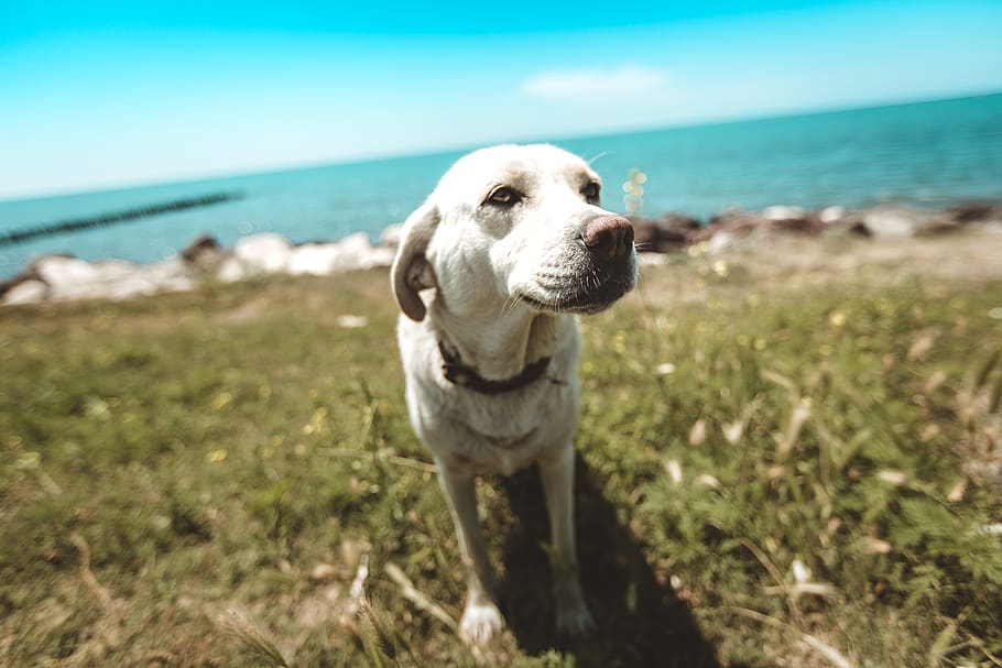 short-coated white dog on green grass field, pet, animal, mammal