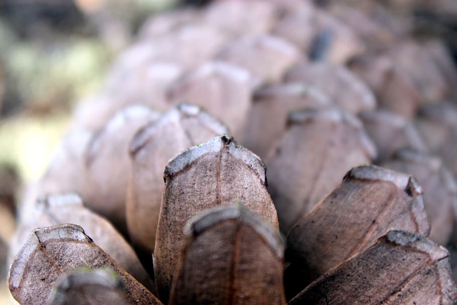 detail, nature, close-up, no people, selective focus, focus on foreground HD wallpaper