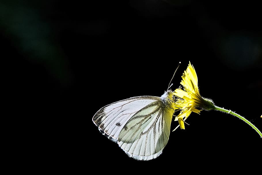 radius, light, sun, butterfly, flower, contrast, backlighting HD wallpaper