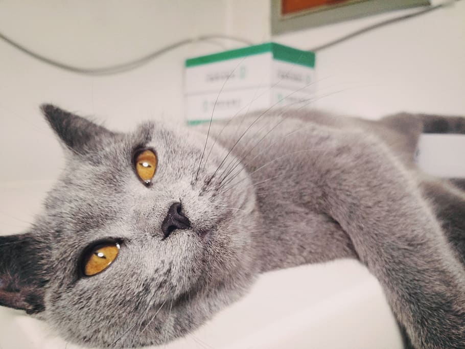 beijing, china, cat, feline, domestic, domestic cat, pets, domestic animals HD wallpaper