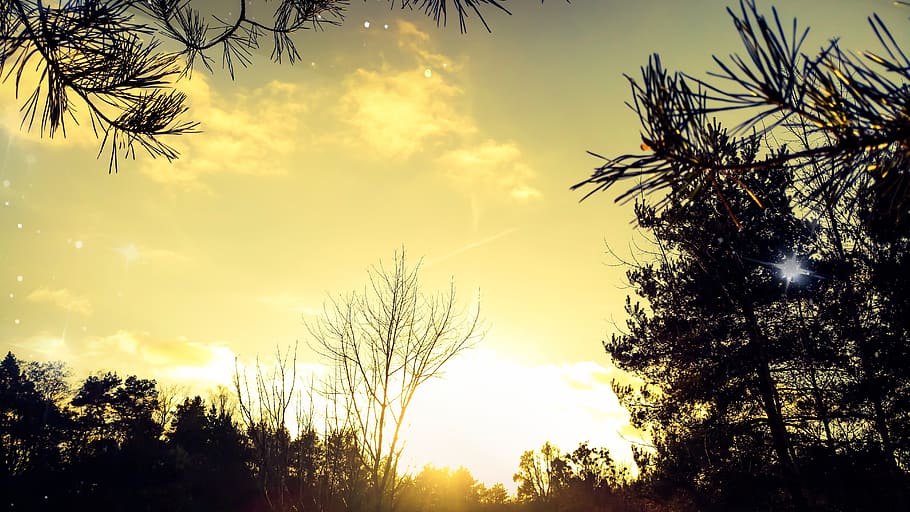 sunlight, nature, tree, plant, flare, outdoors, vegetation HD wallpaper