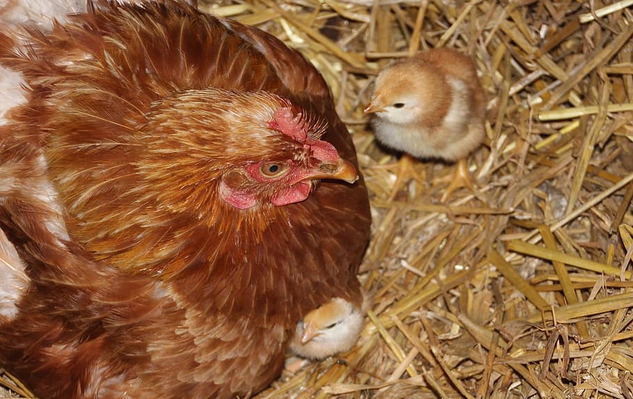 chick, chicken, rooster, bird, animal, wild, nature, farm, nest HD wallpaper