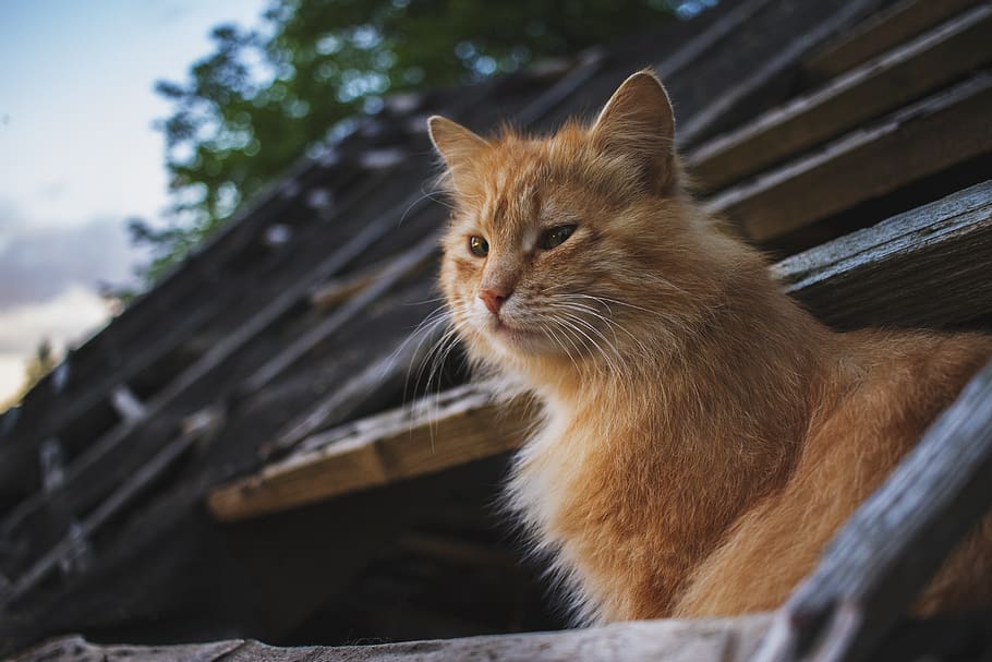 cat, ginger, garfield, bokeh, kitten, mammal, animal, animal themes HD wallpaper