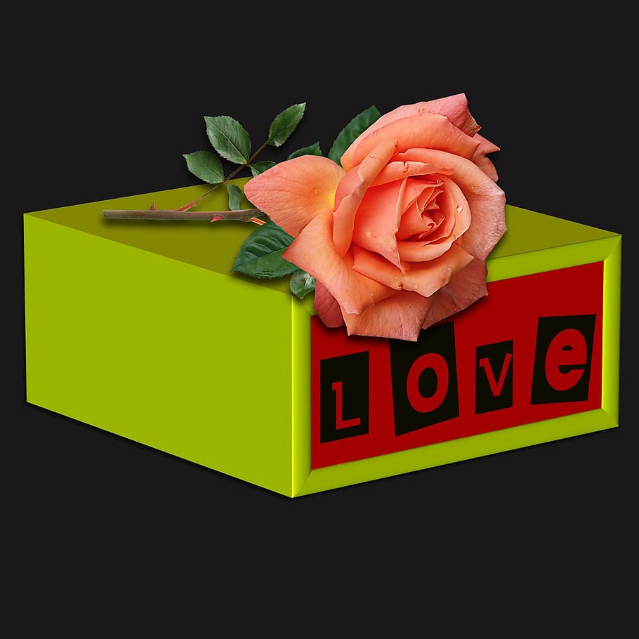 rosa, flower, box, romantic, text, black background, no people HD wallpaper