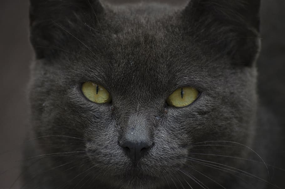 black cat, pet, animal, mammal, yellow eyes, kitty, staring, manx HD wallpaper