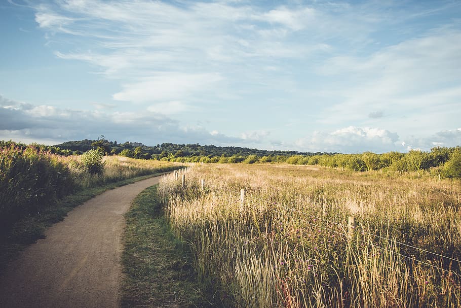 brown wheat field during daytime, tree, cloud, grass, fence, path HD wallpaper