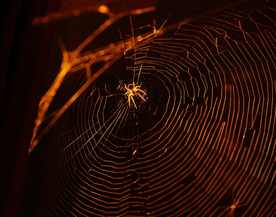 spider, spider web, no people, fragility, night, close-up, invertebrate HD wallpaper