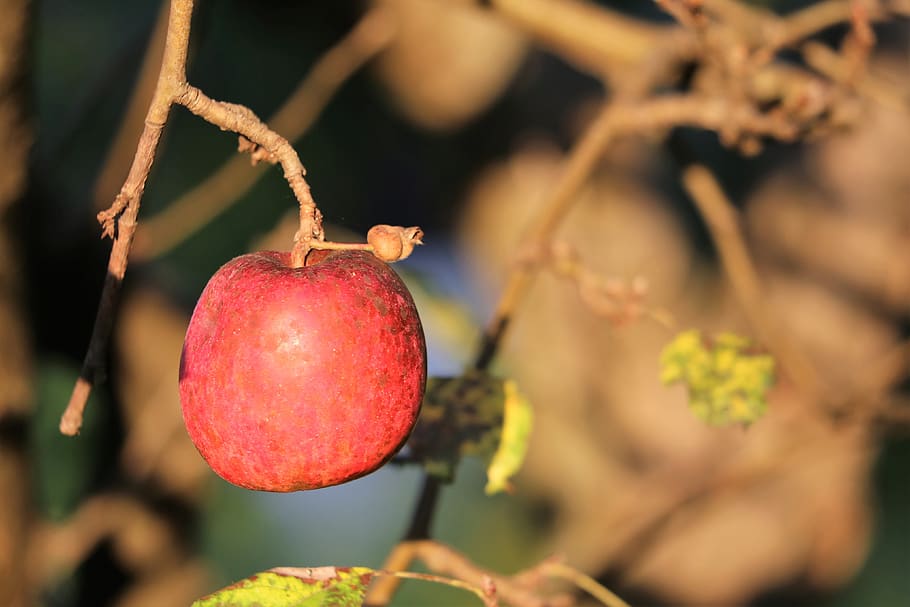 red apple, tree, sunset, autumn, delicious, organic, nature, HD wallpaper