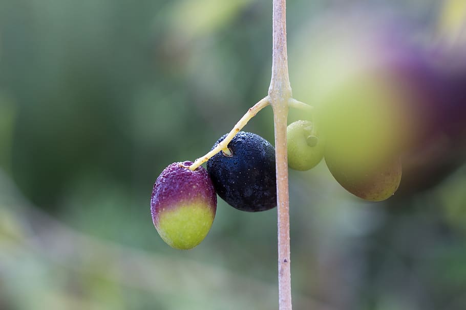 olive, olivier, dew, fruit, healthy eating, food and drink HD wallpaper