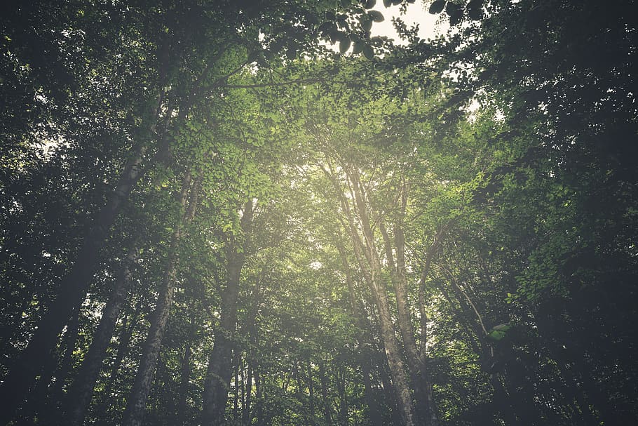 turkey, domaniç, trees, green, jungle, nature, fog, plant HD wallpaper