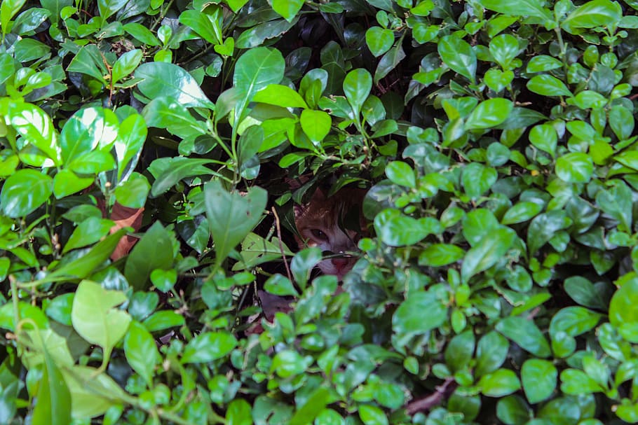 cat, grass, plant, hidden, mystery, cute, tytoalbatraoz, green HD wallpaper