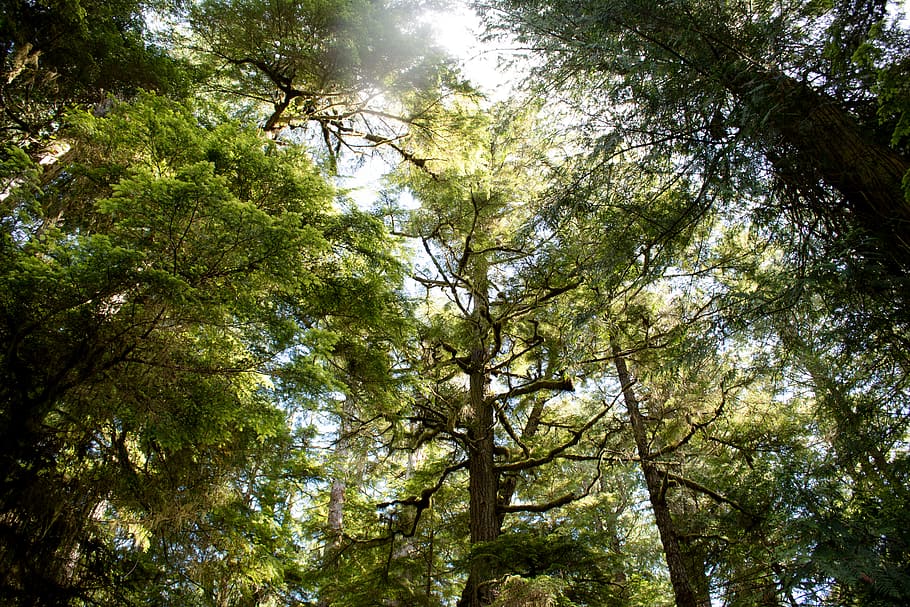 low angle view of forest trees, plant, growth, beauty in nature HD wallpaper