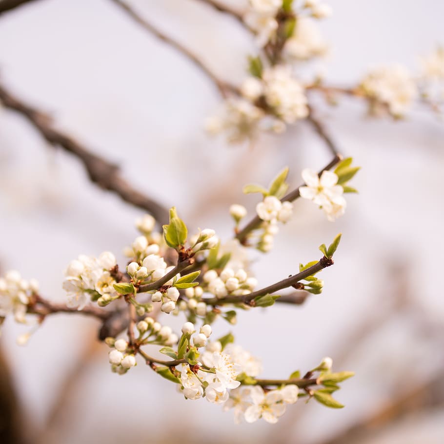 spring, flower, tree, blossom, bloom, plant, nature, petals HD wallpaper
