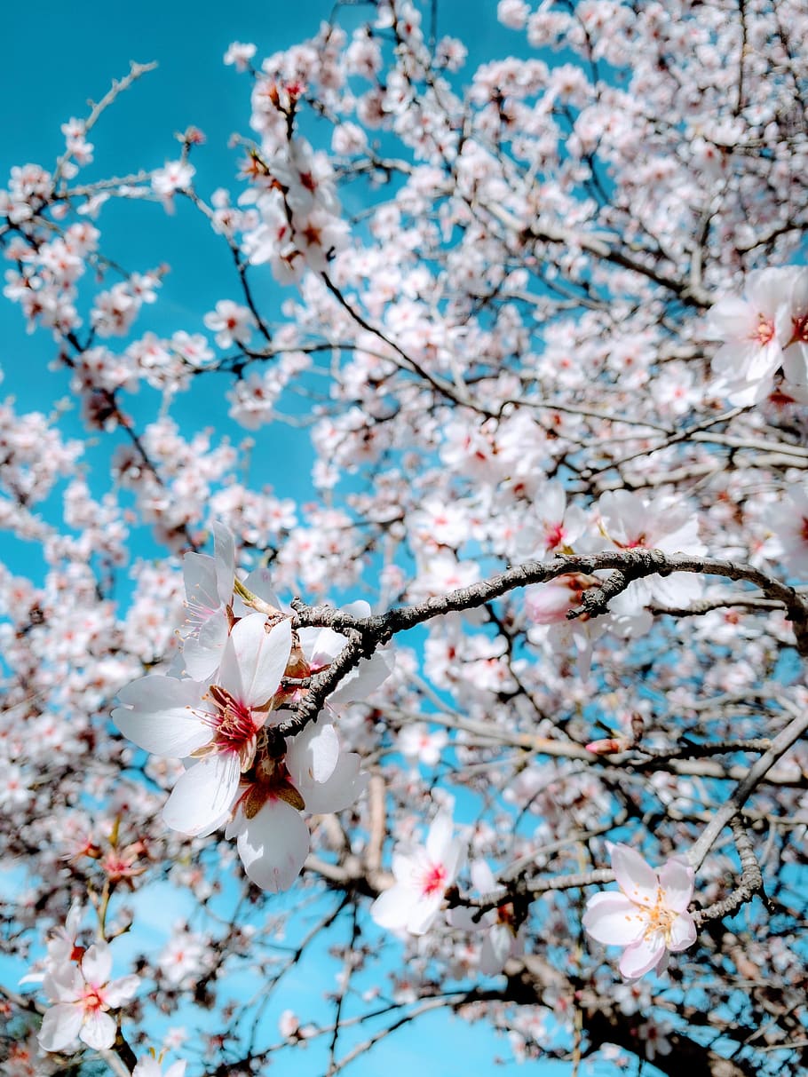 white cherry blossom flower during daytime, plant, petal, flowering tree, HD wallpaper