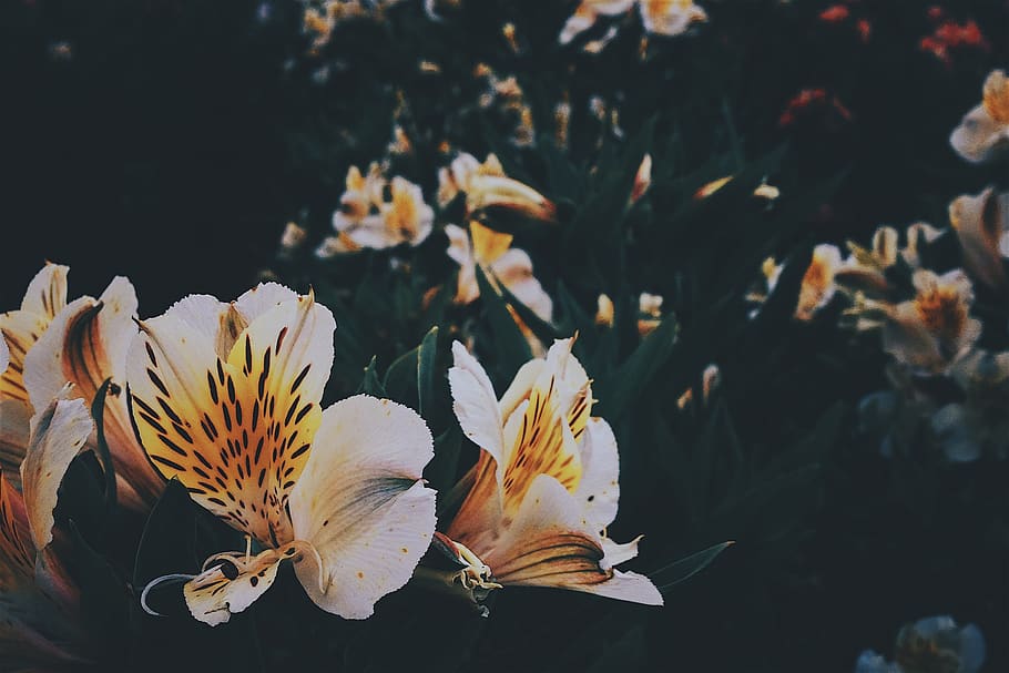 philippines, baguio, trees, bloom, flower, flowers, plants HD wallpaper
