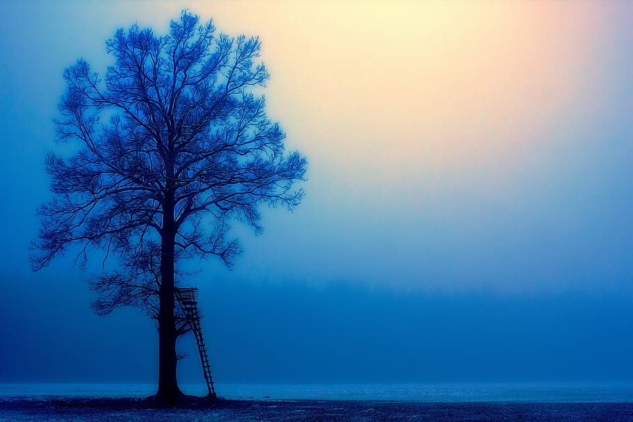 nature, sky, dawn, sun, tree, perch, blue, fog, foggy, morning HD wallpaper